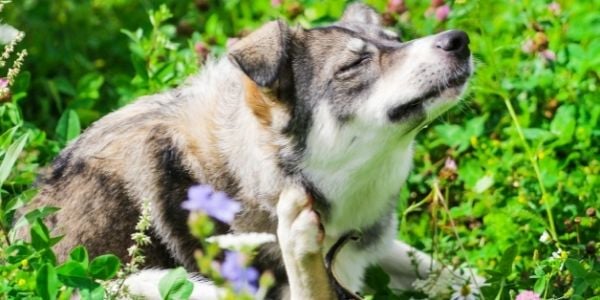 Canine Atopic Dermatitis – Environmental Allergies in Dogs - Environmental Allergies In Dogs